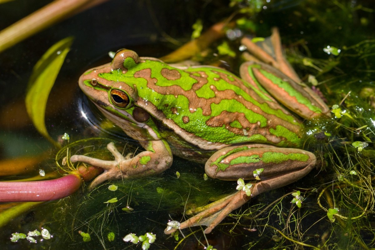 "We're watching species and populations blink out."