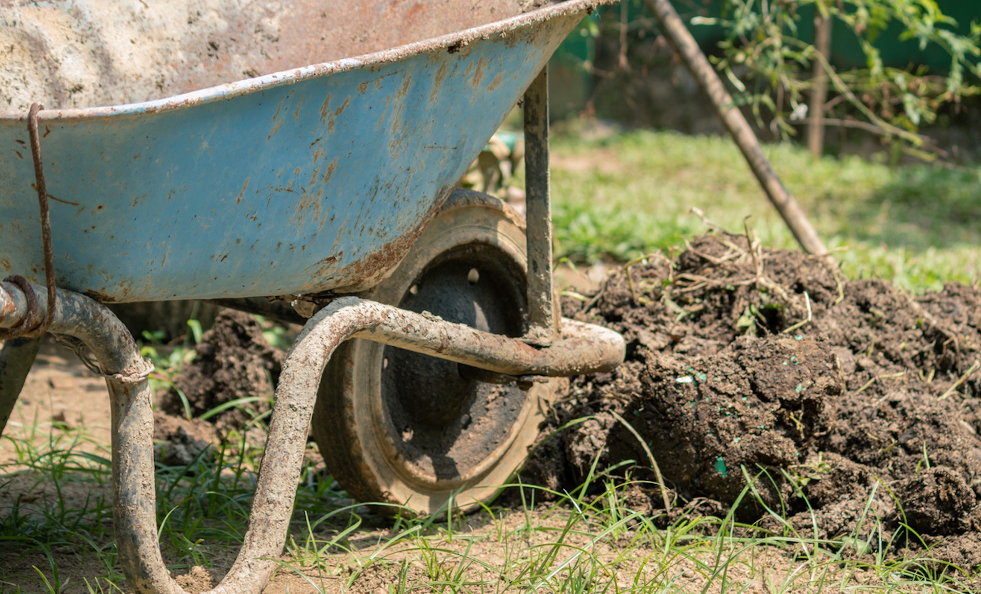 "It took two seasons to use up all the roots' reserves."