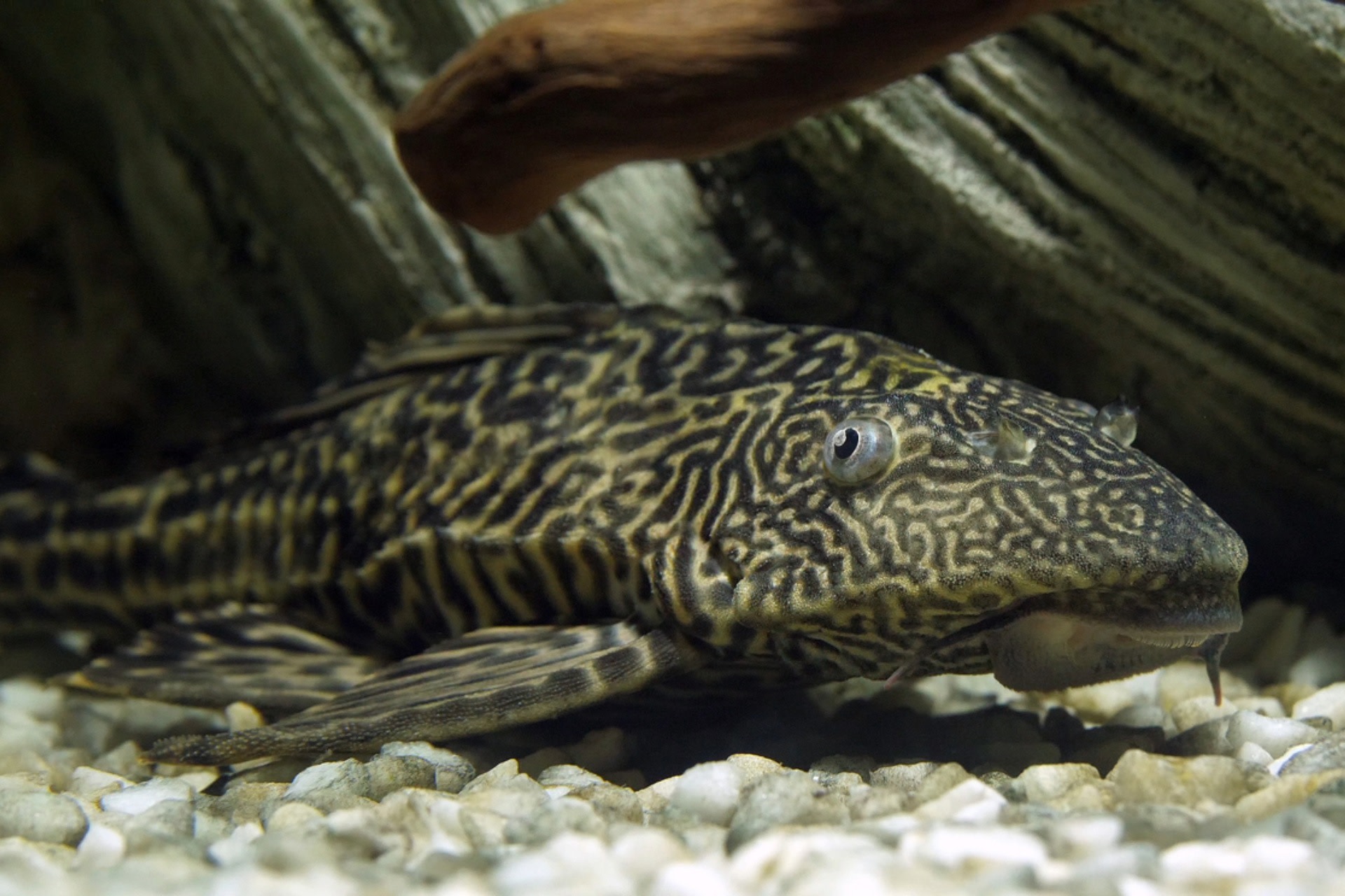 Fisherman shares image of invasive species caught in local waterway: 'Result of people releasing aquarium fish'