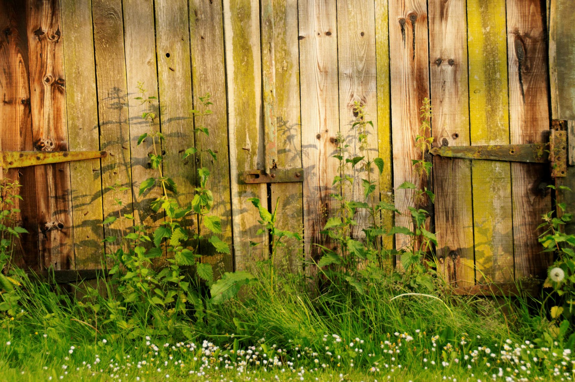 "My mom used to call the one in our yard the ‘garbage tree’ and treated it like a weed."