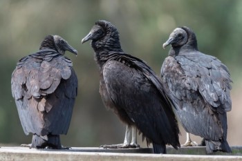 "Black vultures from dumpsites are good bioindicators of what humans consume in urban, semiurban, and rural environments."