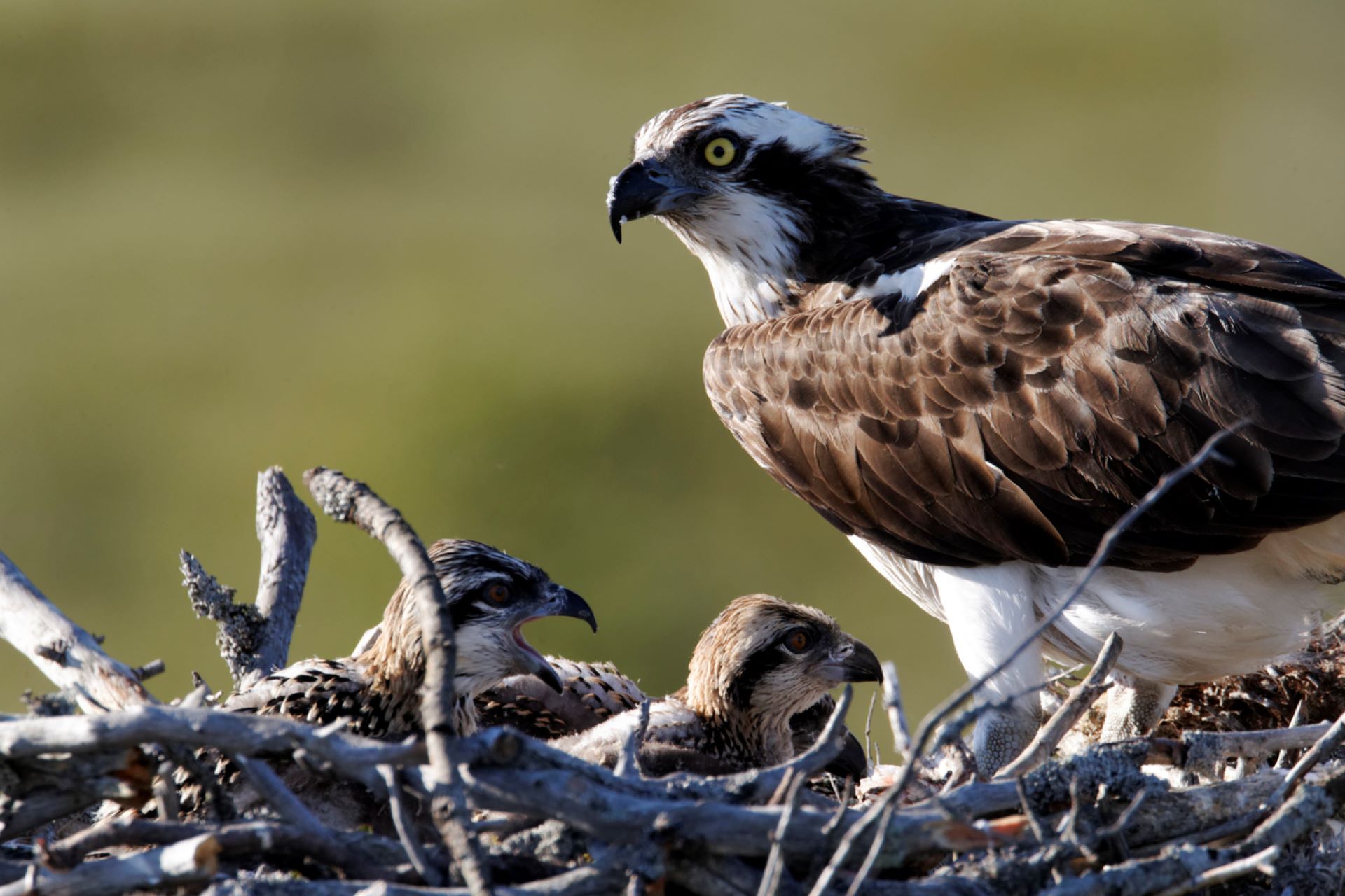 A factor in the success of the program is putting nests where the birds already flock instead of where others want them to be.