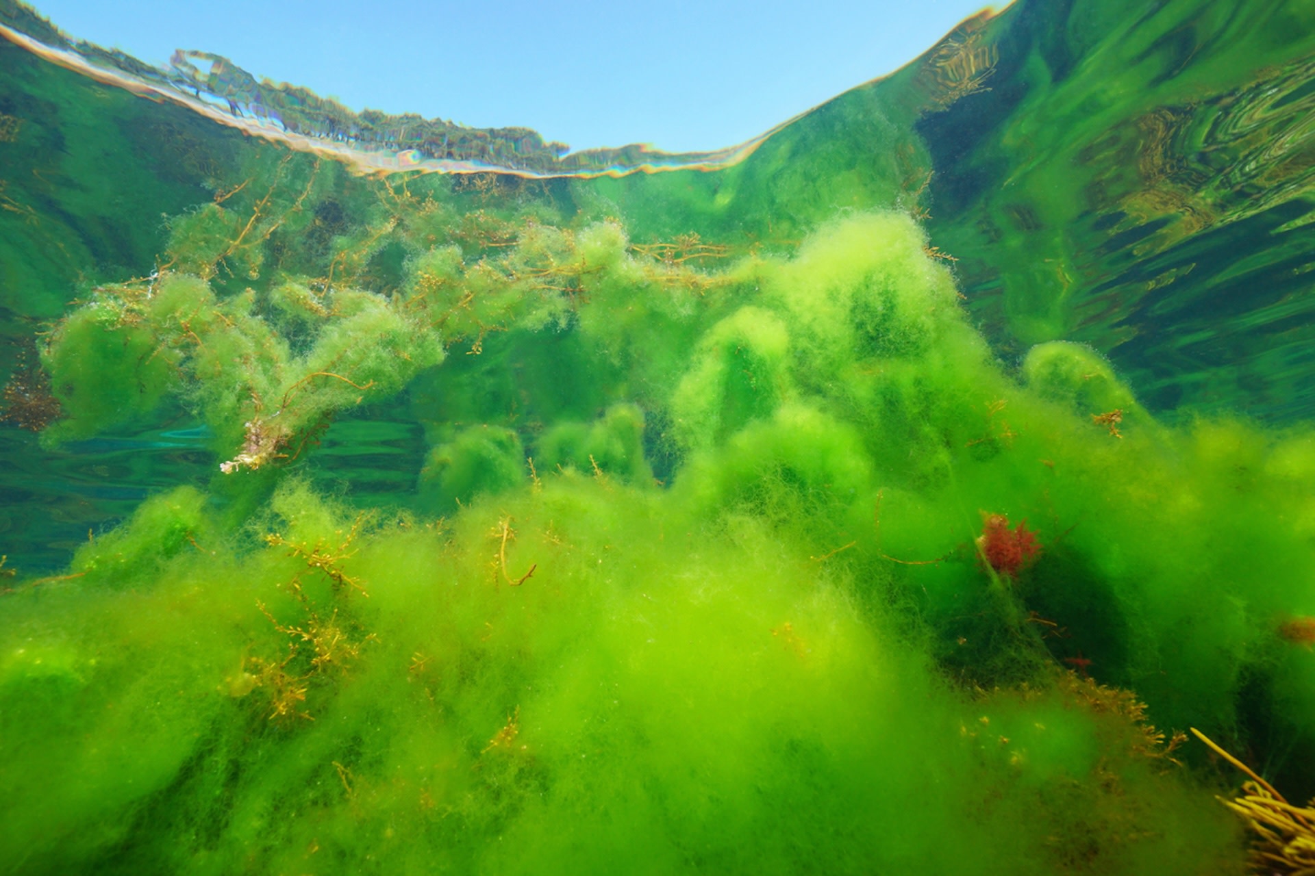 This algae is one of many natural features on Earth that help to regulate global temperatures.