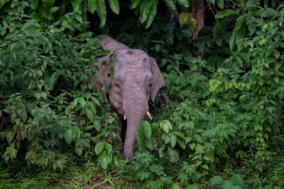 Though the future may seem grim for these elephants, conservationists have brought several species back from the brink.