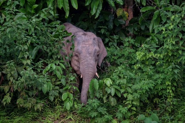 Though the future may seem grim for these elephants, conservationists have brought several species back from the brink.