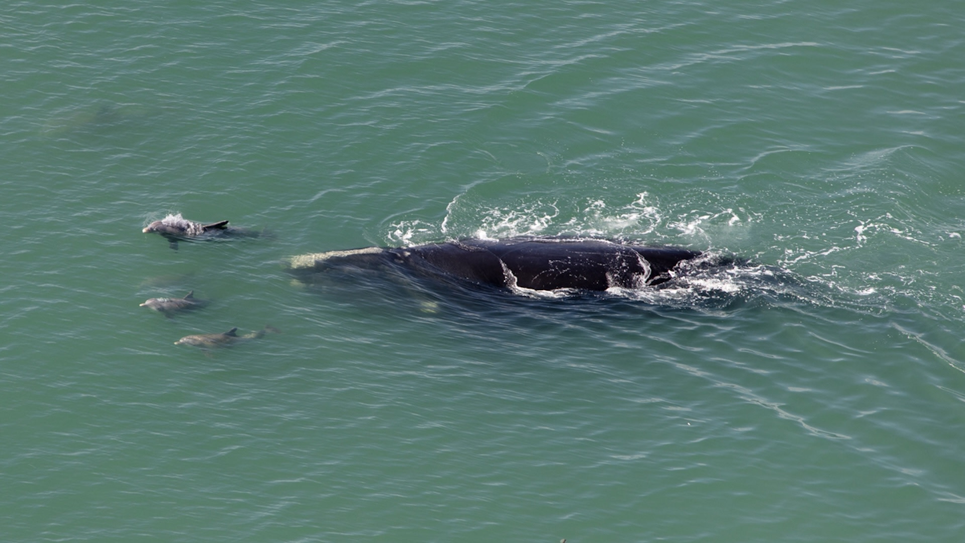 The extinction of the right whale, or indeed any other whale species, would have significant environmental impacts.