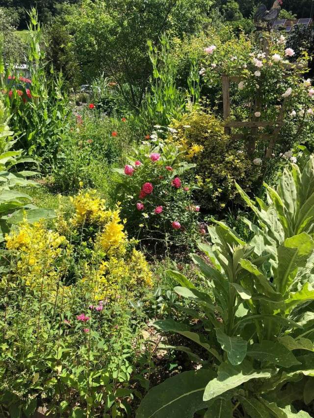 Rewilding your yard with native plants is a fantastic way to create a beautiful, low-maintenance outdoor space that benefits both your wallet and the environment.