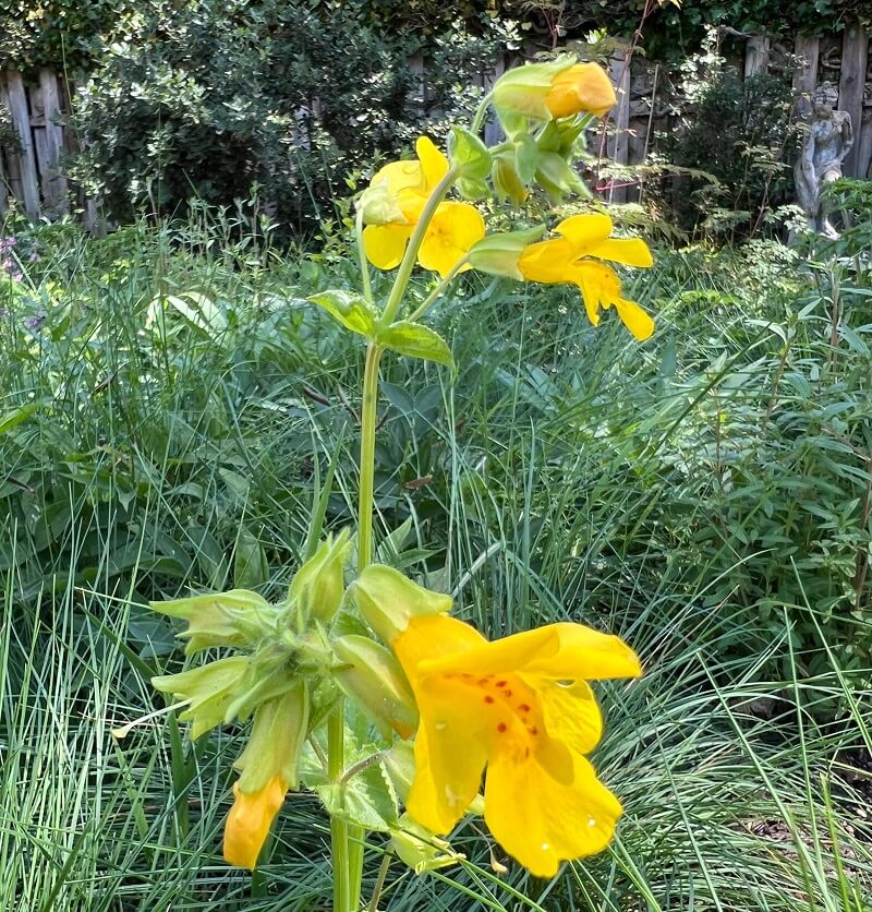 Adding native plants to a garden does more than add beauty.