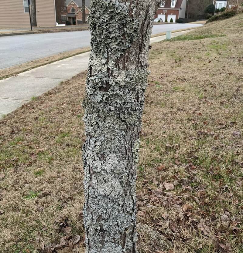 "You can't assume that a tree is dead, especially in the dead of winter."