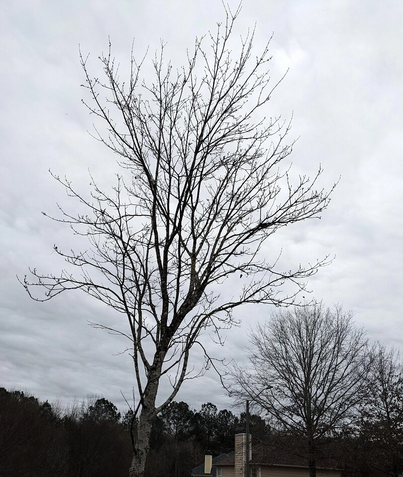 "You can't assume that a tree is dead, especially in the dead of winter."