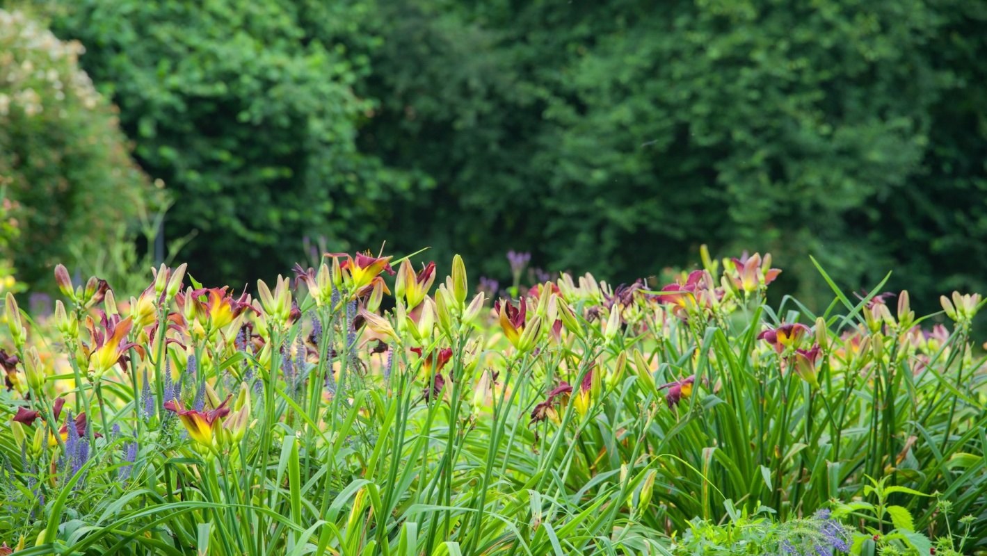 "They'll hog all the nutrients & water in your soil, depleting your other plants."