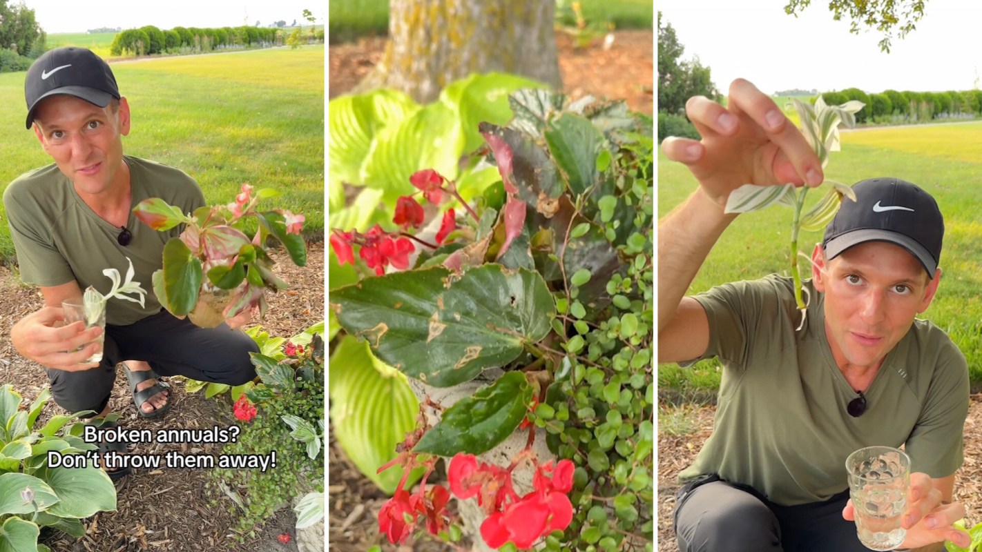 "These are great ways to get more plants for free."