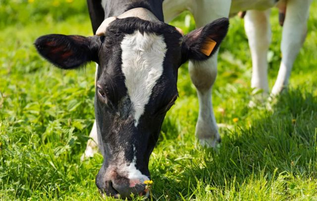 This sustainable dairy initiative aims to cut dirty gas pollution in half by 2030.