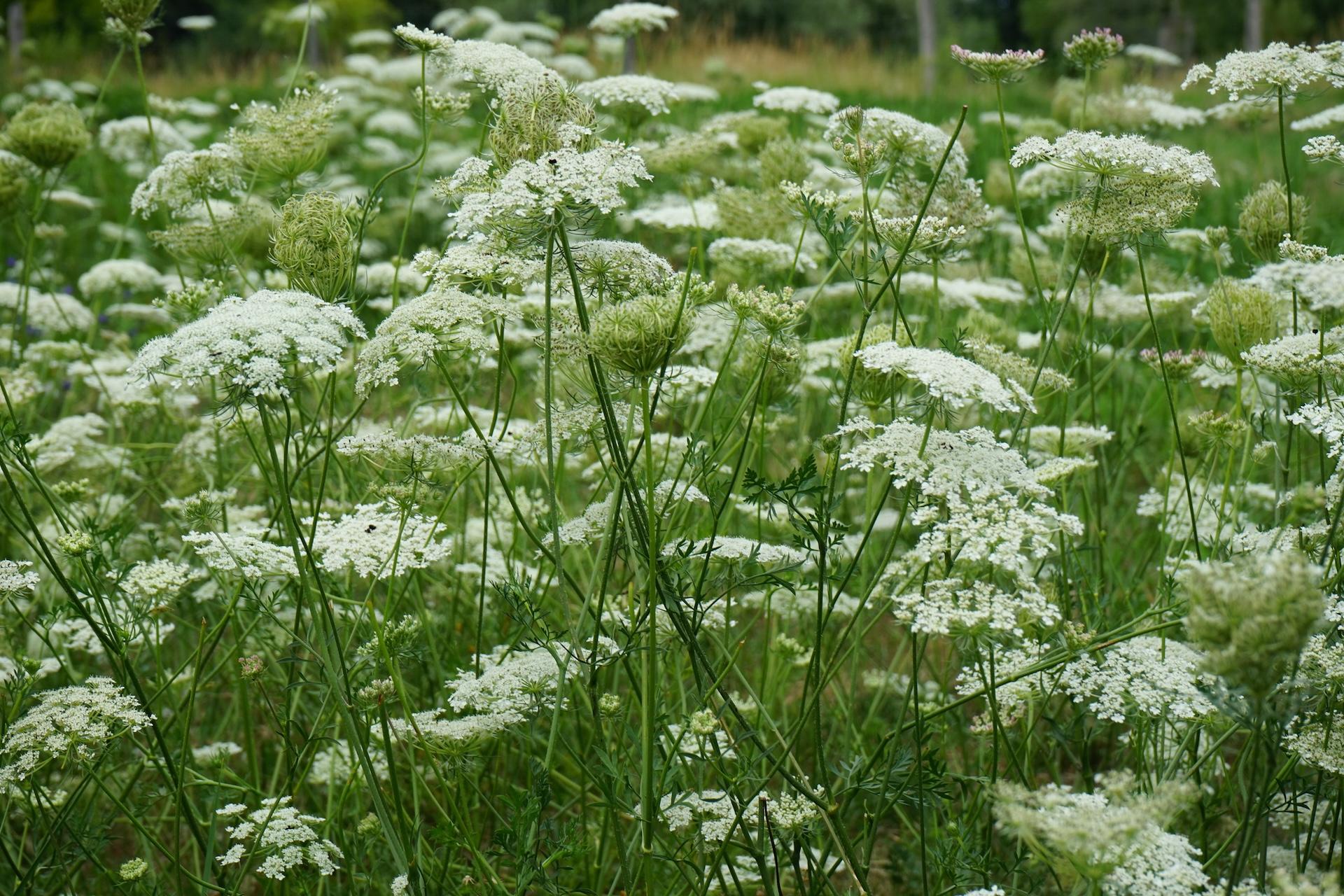 Homeowners who accidentally plant invasive species often spend years paying for their mistake.