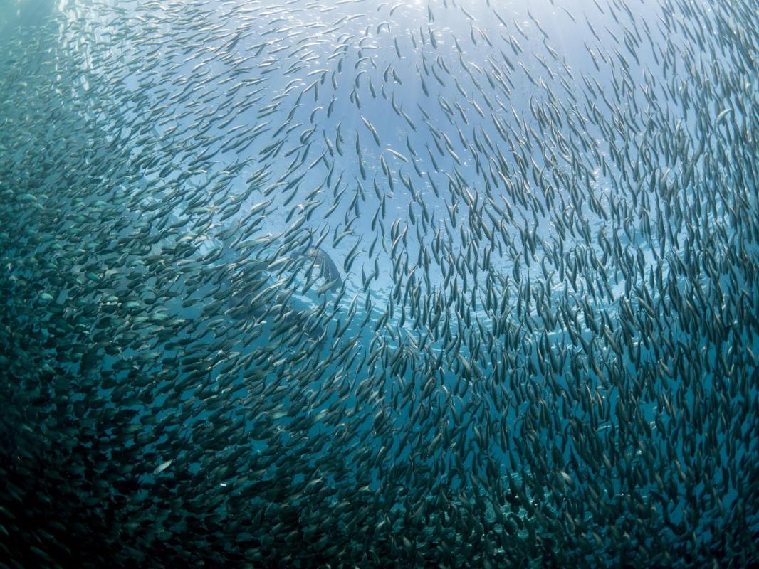 By snipping away at strands in the food web, massive shifts in feeding patterns will creep up the food chain — all the way to humans.