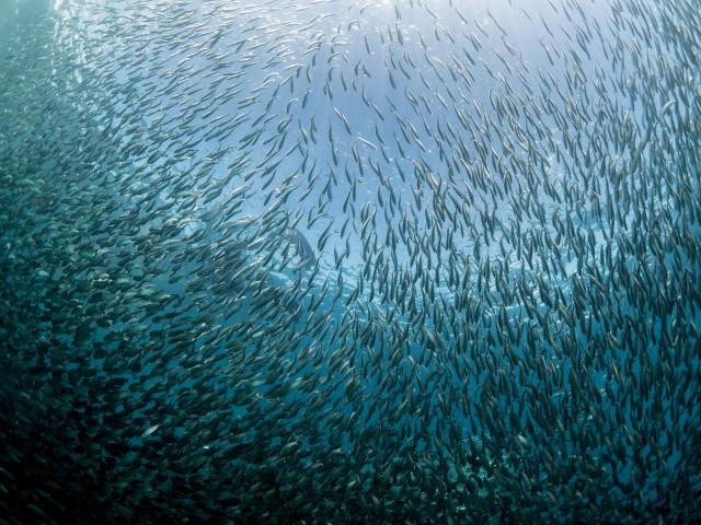 By snipping away at strands in the food web, massive shifts in feeding patterns will creep up the food chain — all the way to humans.