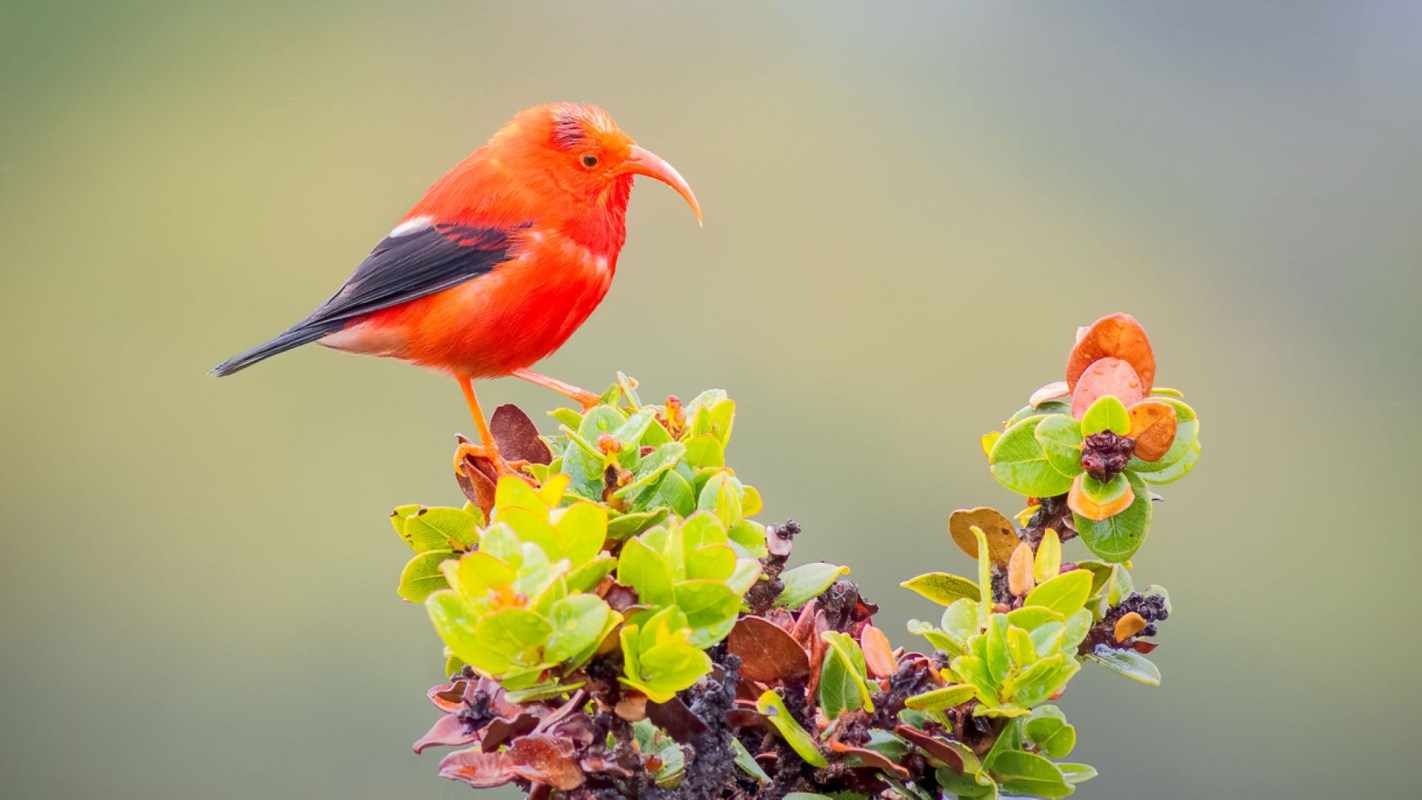 "The only thing that's more tragic is if [the birds] went extinct and we didn't try."