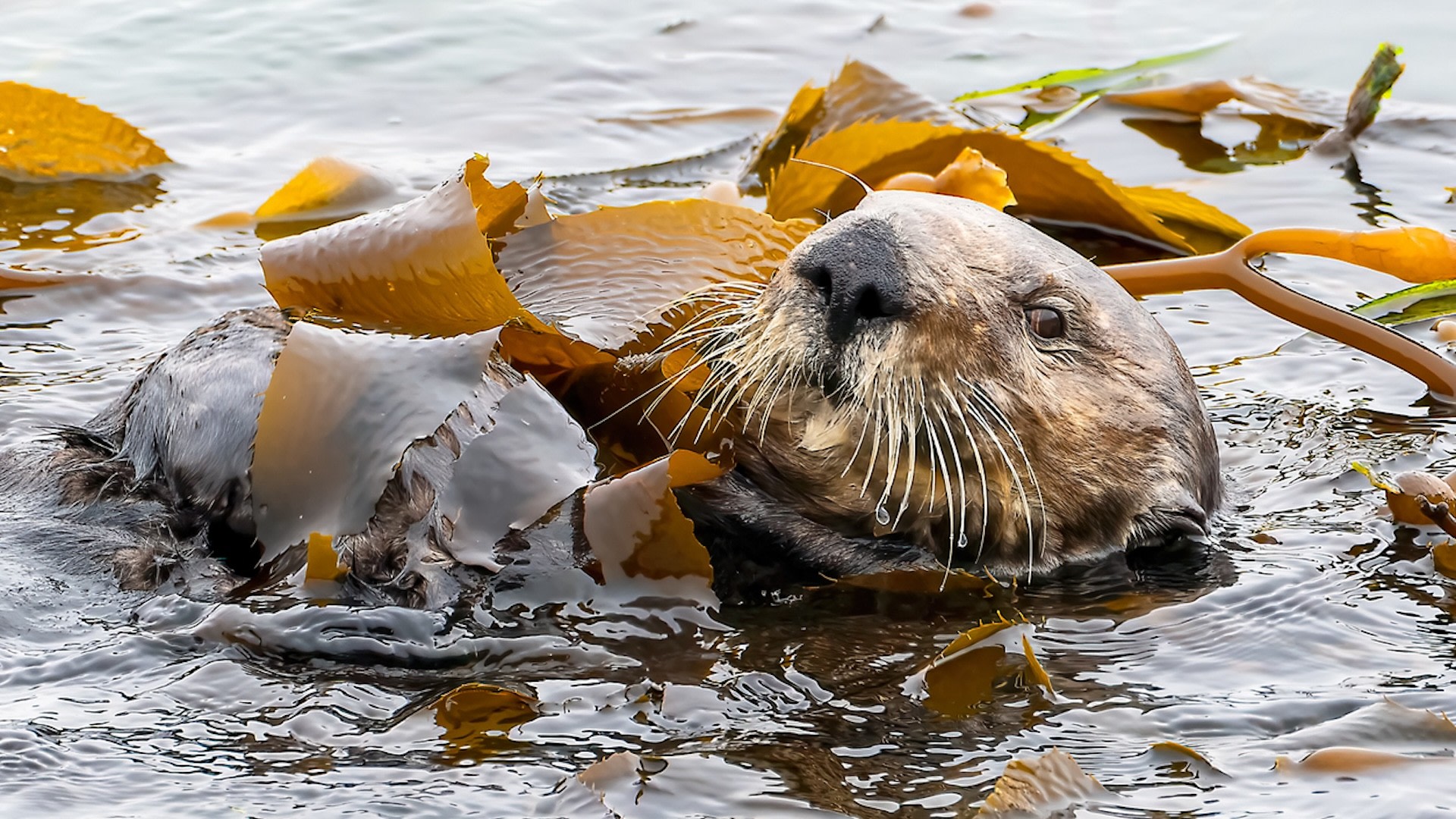 Experts stunned by discovery in kelp forest decades after studying ...