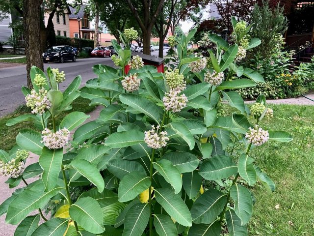 "The bees are enjoying the early flowers."