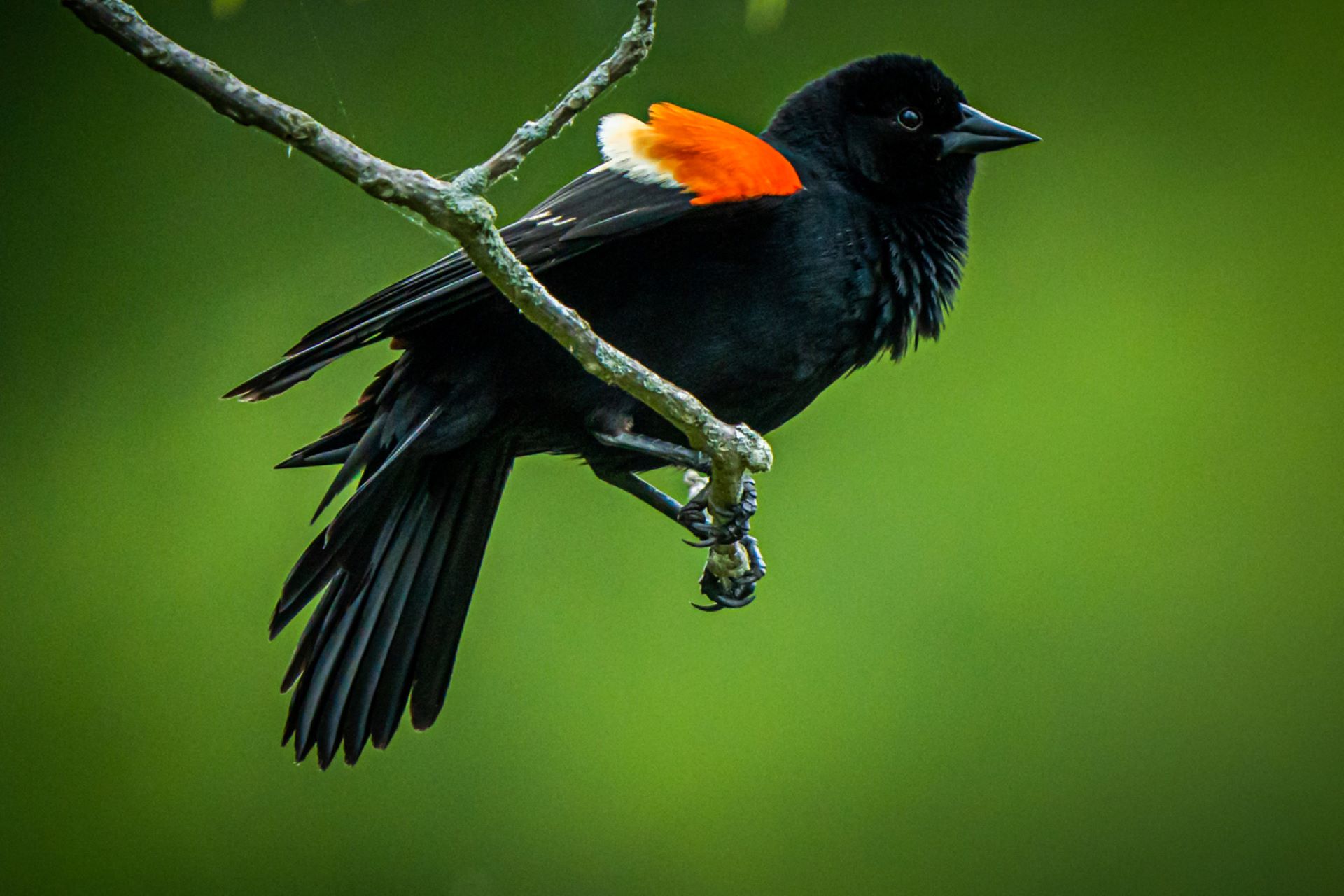 "We’ve been able to protect more colonies and more birds, and the population is starting to see a little uptick."