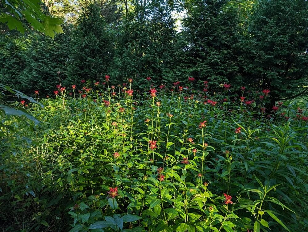 Gardener shares early stage transformation photos in dealing with messy ...