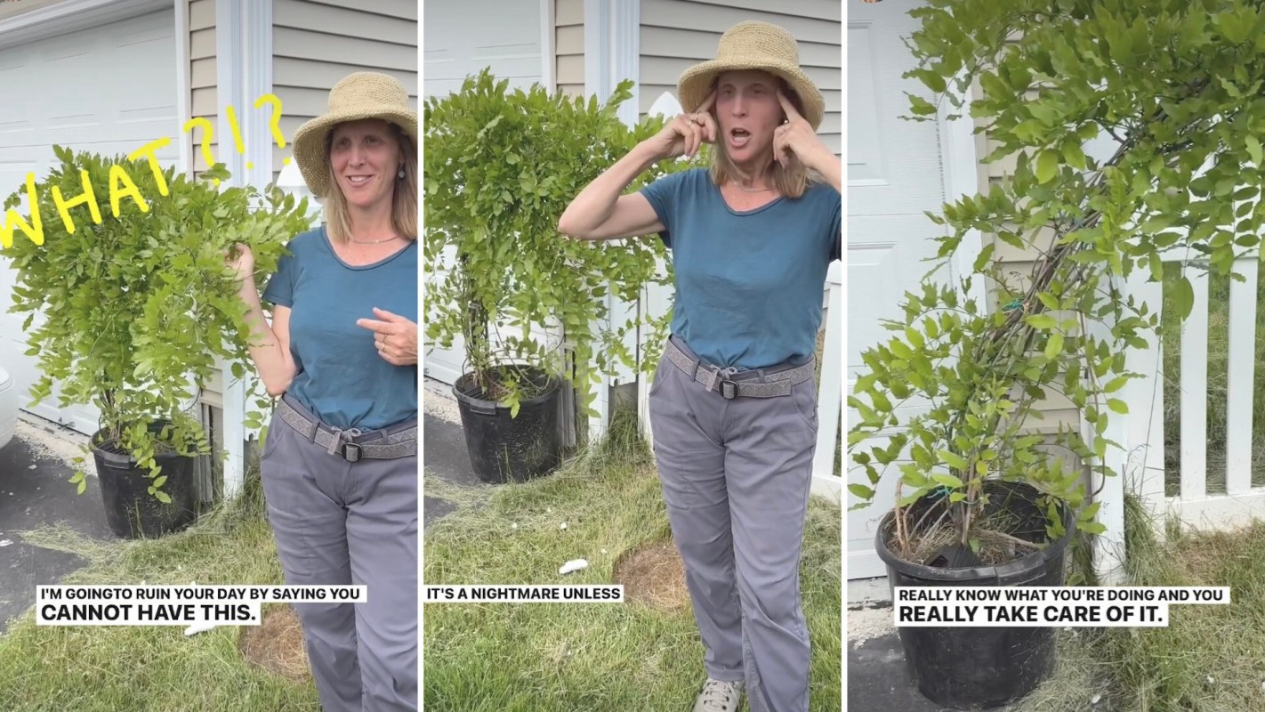 "This is so helpful because I didn’t even know there were American wisteria varieties."