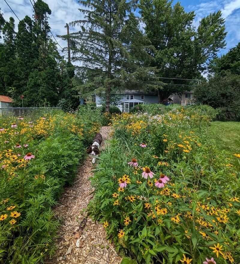 "I love him, but I can honestly say he is my biggest gardening obstacle."