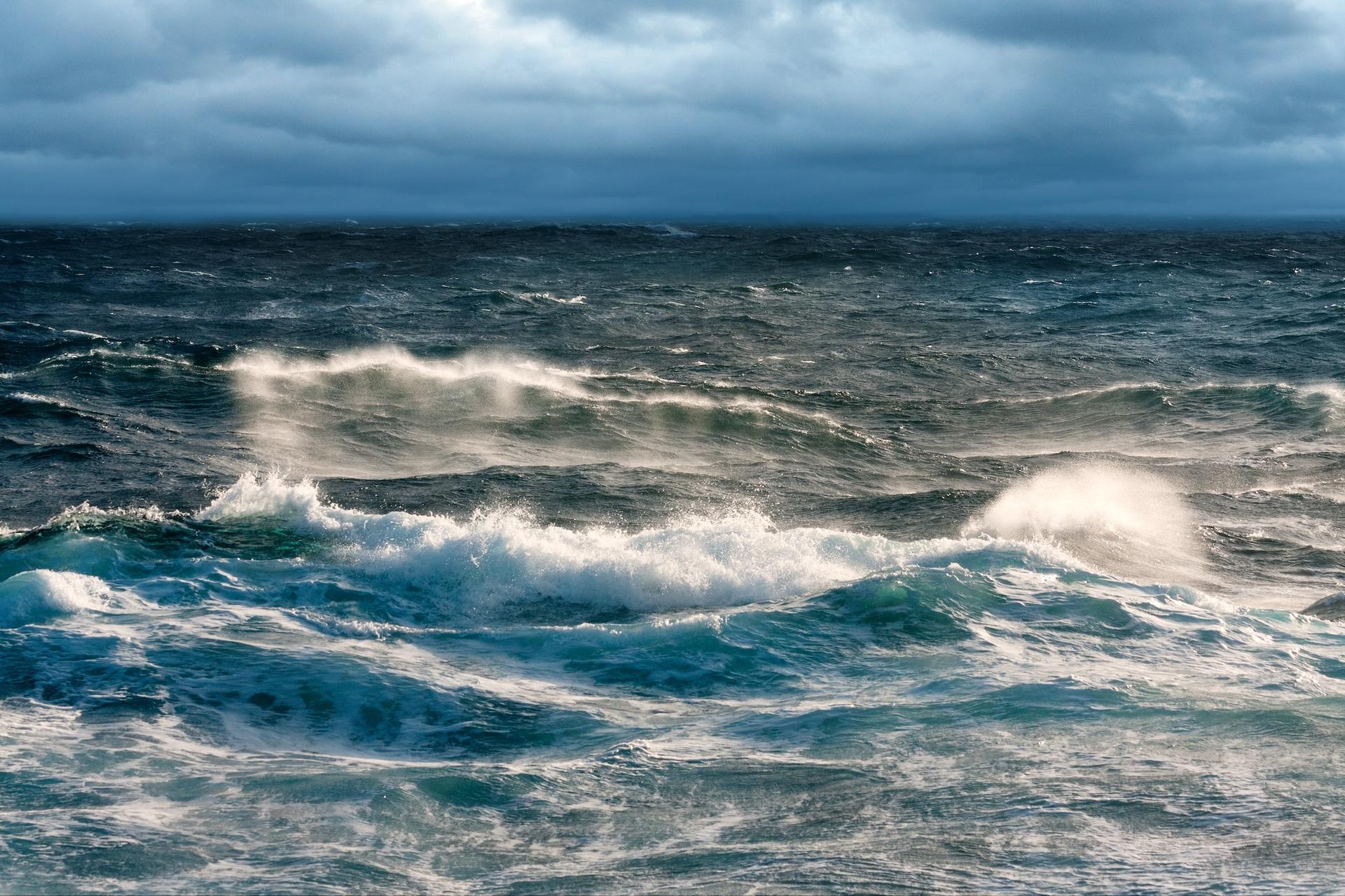 Researchers are uncertain why the sharks have started hunting in the Pacific Northwest waters, but they speculated that rising temperatures may be the reason.