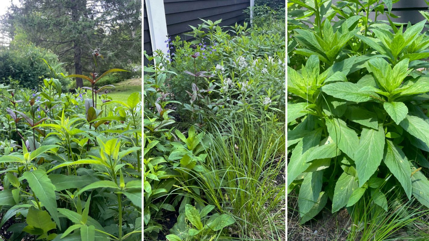 The tenant noted that the landlords were very supportive of the garden and even reimbursed them for the compost and many of the plants.