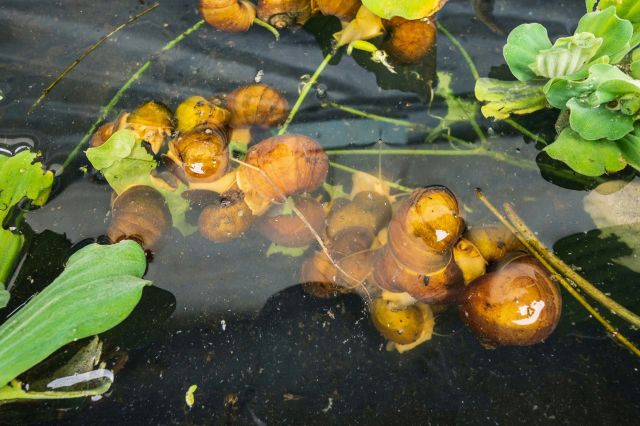 The invasive snails, which can grow to 6 inches, have reached just about every part of the state.