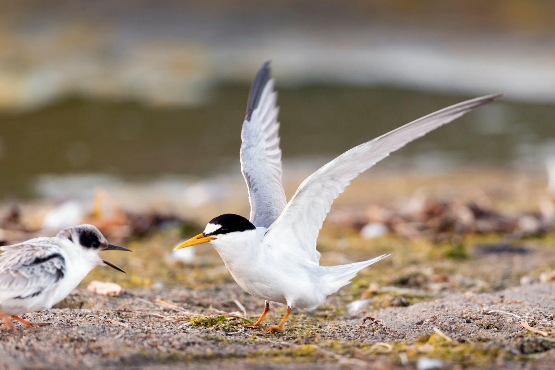 "It certainly makes us wonder if somebody was taking out their opinions of our advocacy on the California least terns."