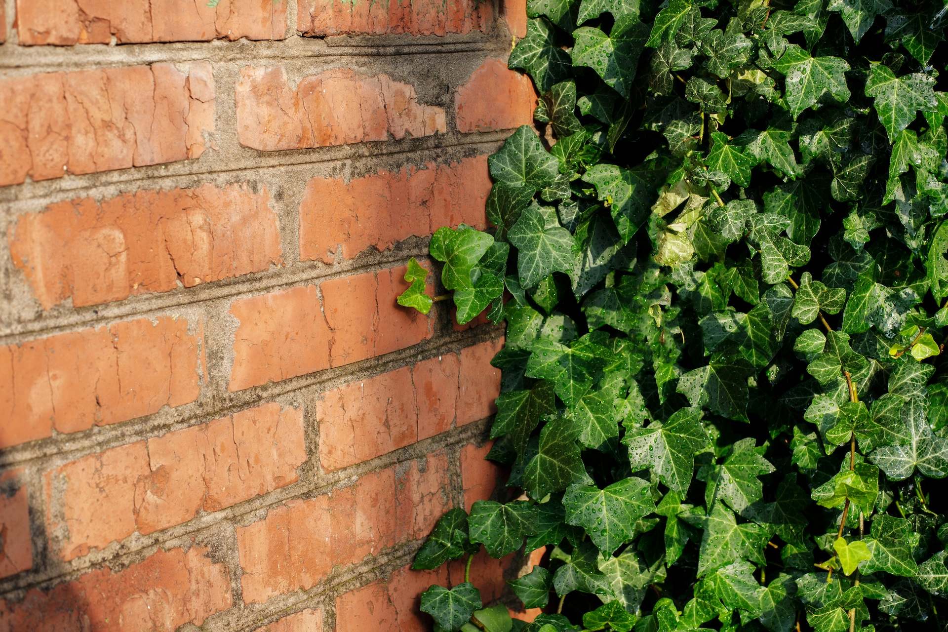 "Immediately start by cutting the base of that ivy climbing the house."