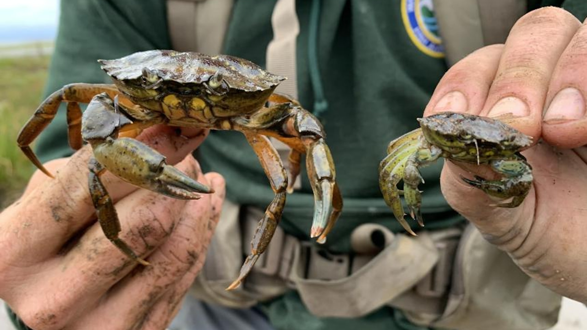 "European green crabs do not respect jurisdictional boundaries."