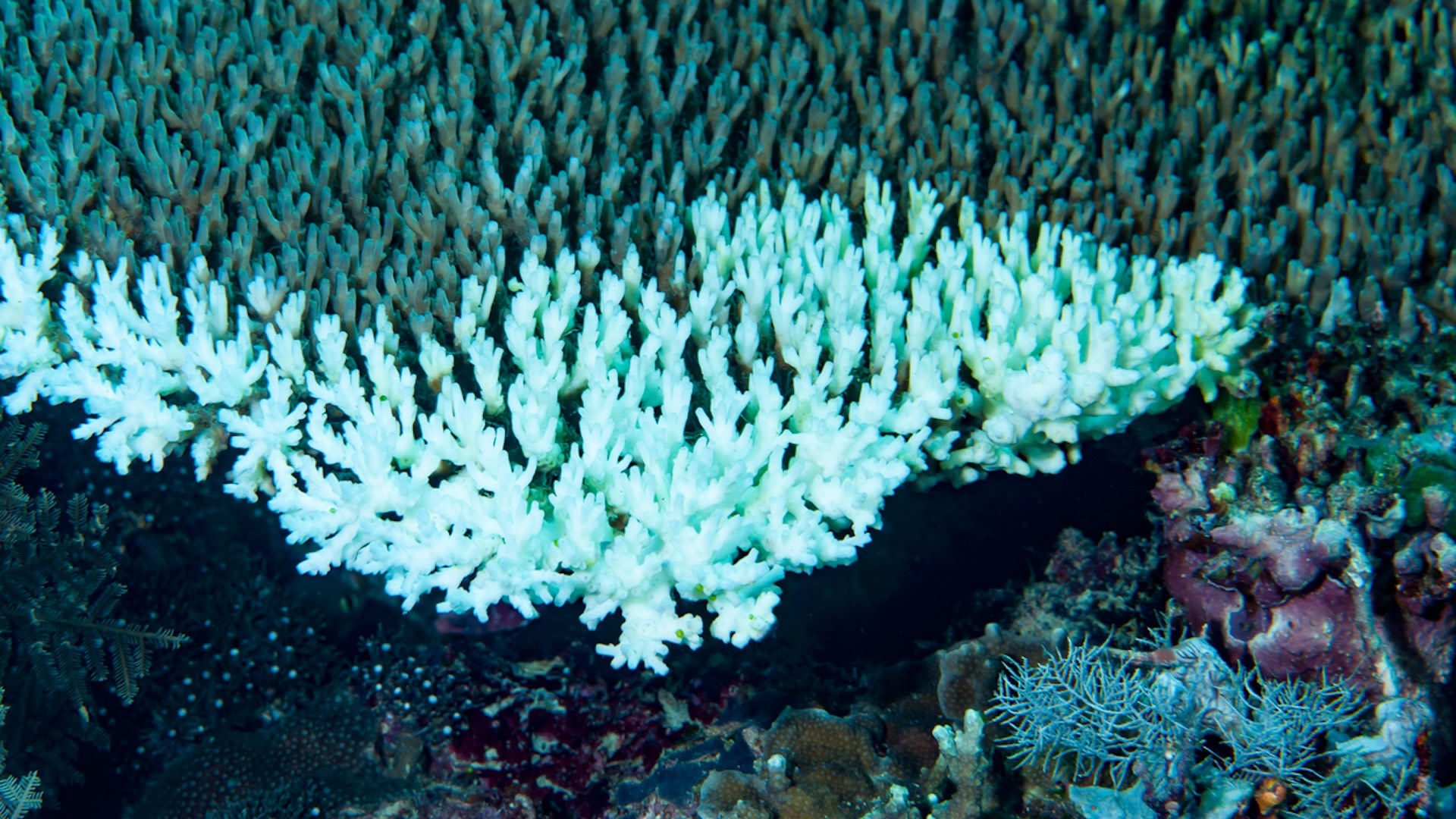 "The heat extremes are occurring too often for those corals to effectively adapt and evolve."