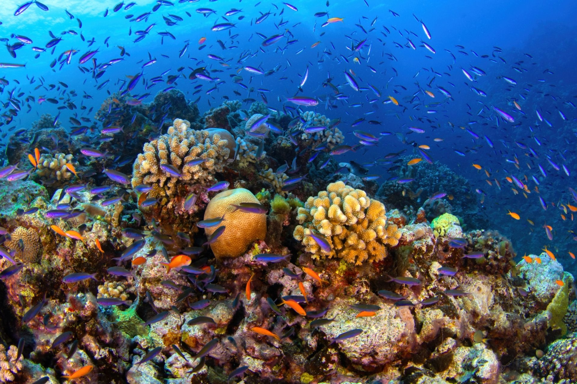 Bleached corals are at risk for starvation and disease.