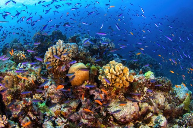 Bleached corals are at risk for starvation and disease.