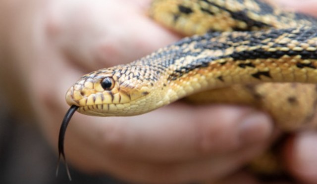 "It's truly rewarding to see our herpetology team's efforts and perseverance come to fruition."