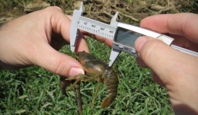 "The Nashville crayfish's story is a testament to the effectiveness of environmental stewardship and the complexities involved in balancing conservation with growth."