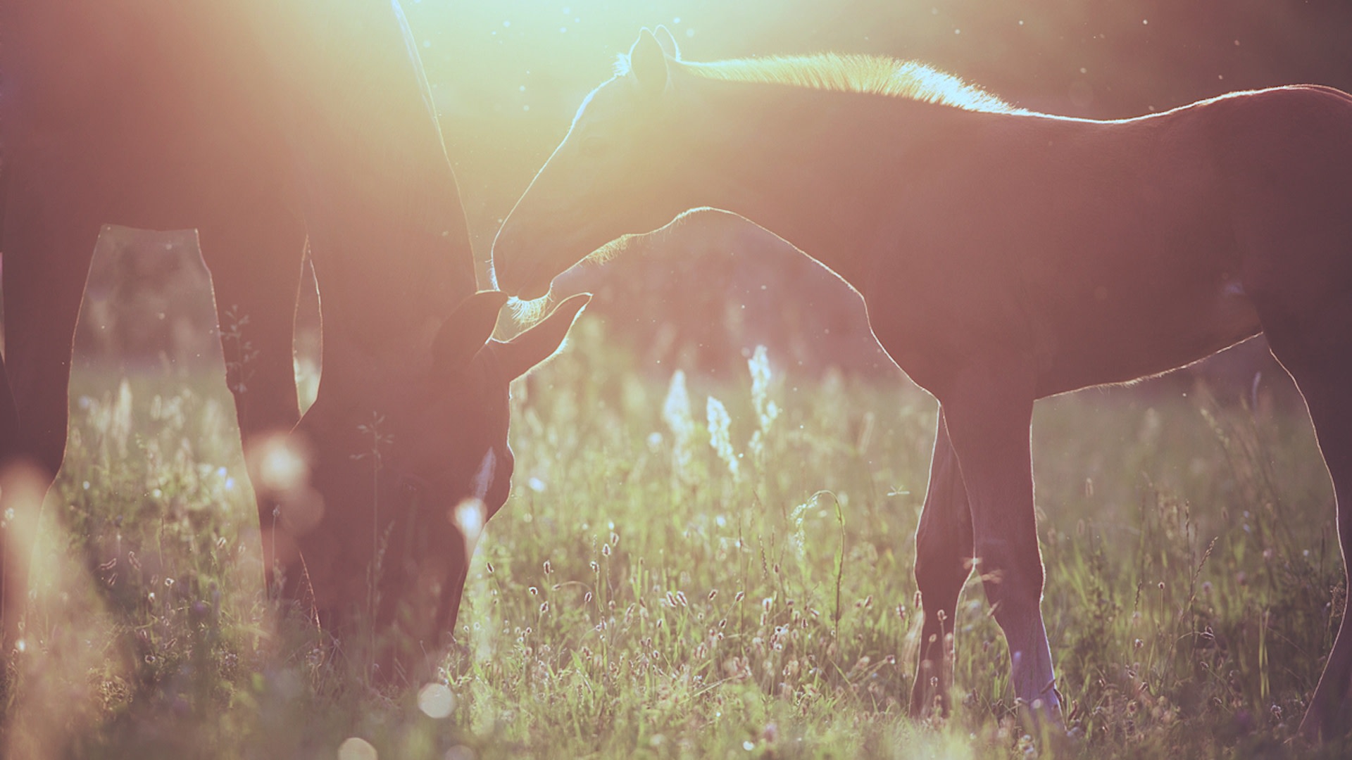 Only four were left in 1977, and even those were soon to be culled by the Canadian government.