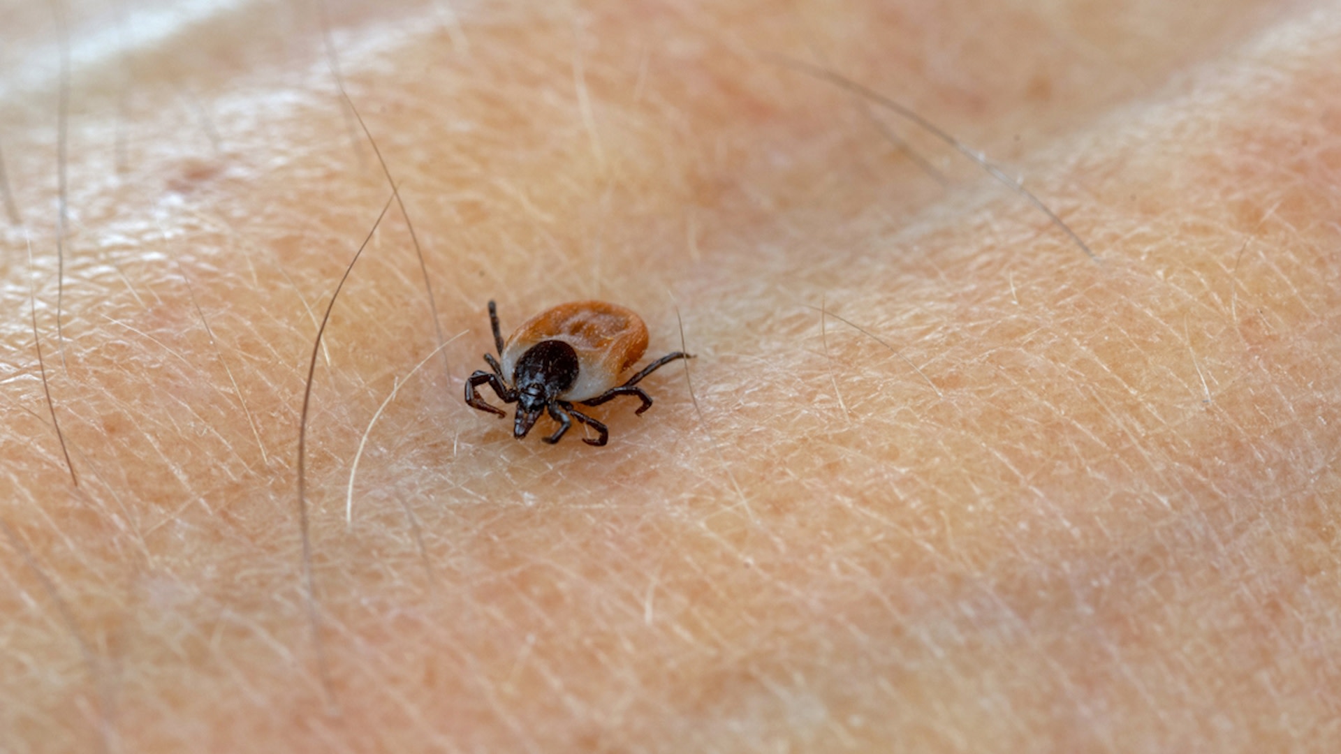 “Ticks can and will be found almost everywhere”