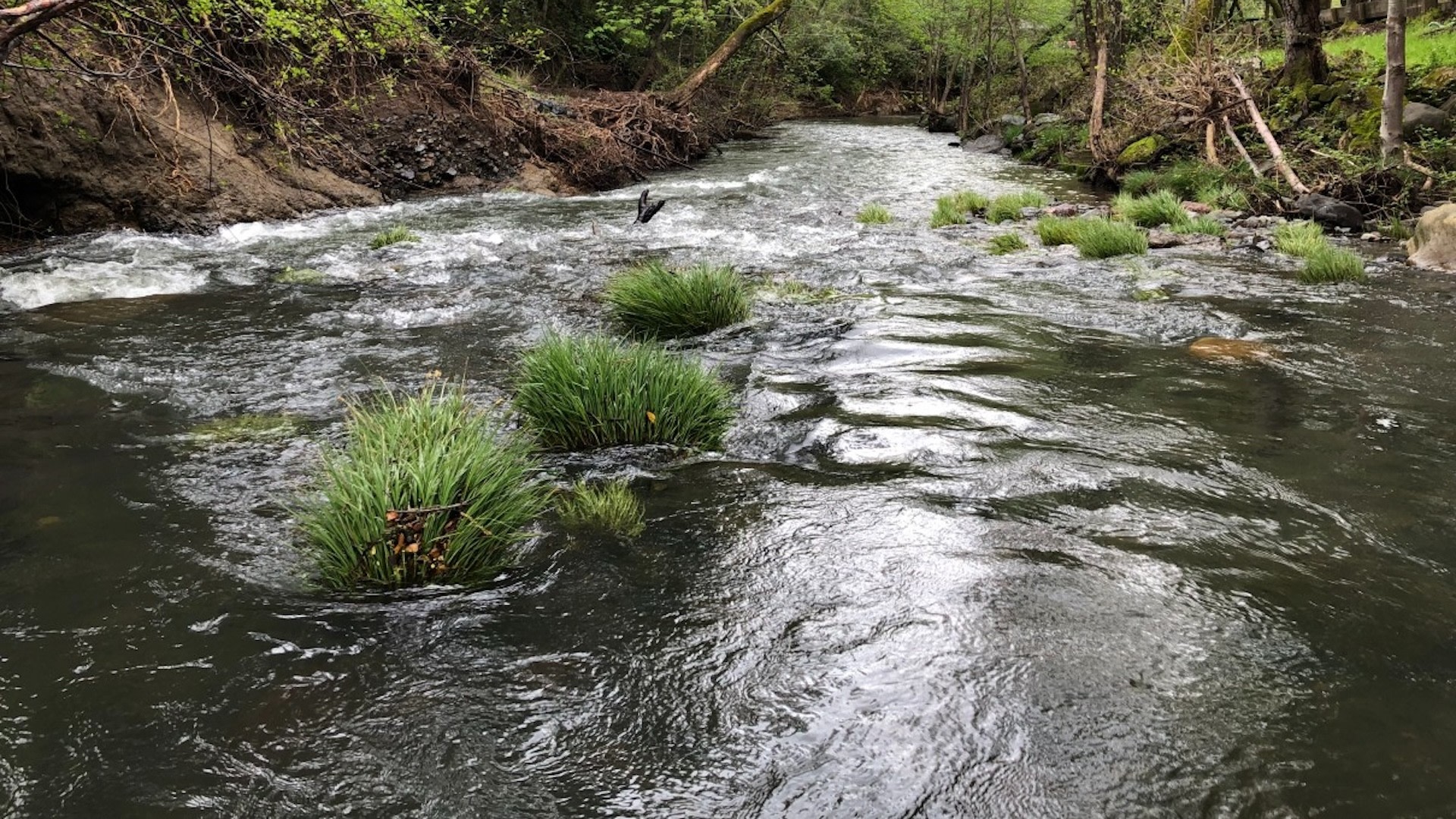 Flood plain restoration projects like this one have many benefits.