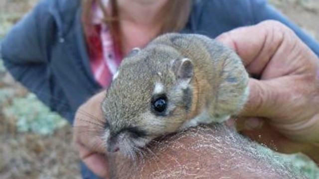 Though kangaroo rats may be tiny, they are essential in sustaining the desert ecosystem.