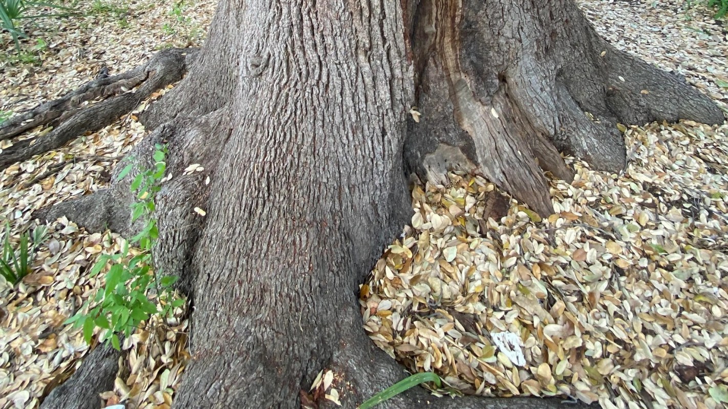 "You should probably notify Austin parks and recreation so a plan can be made to carefully give the tree the attention it now needs."