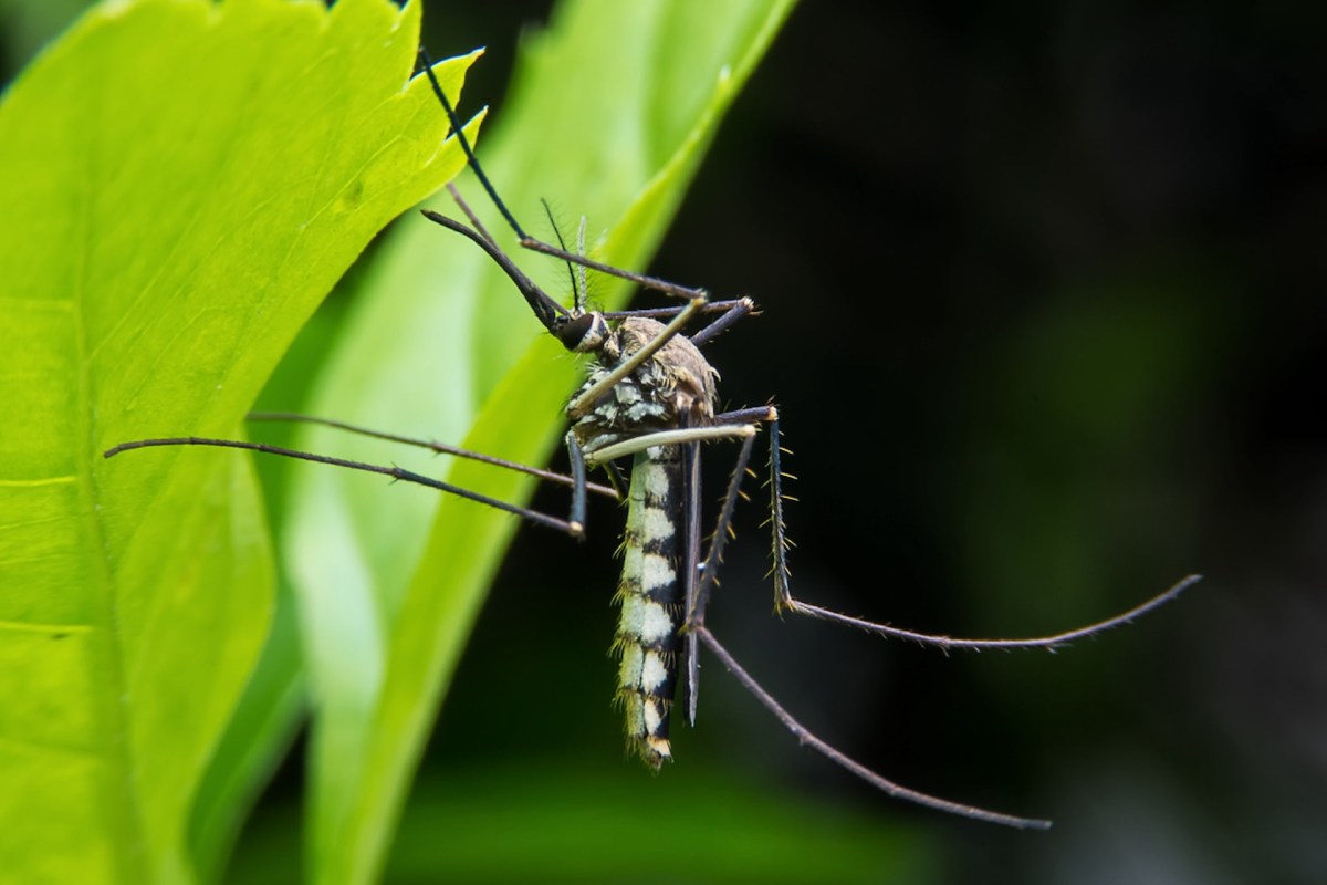 The phenomenon of increased mosquito presence has not been limited to Texas — it's happening all over the world.