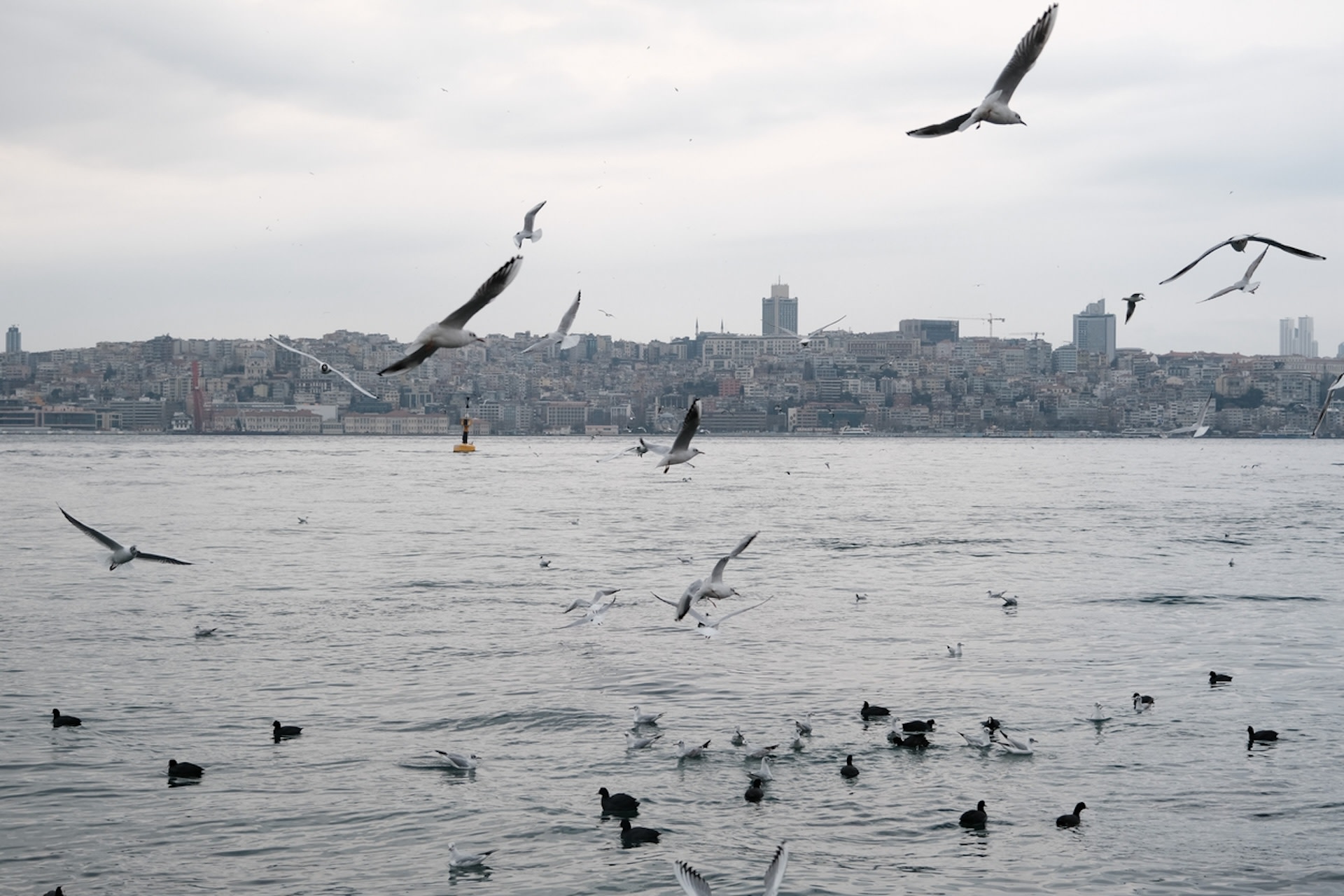 Researchers assessed that since wild birds often travel long distances, they can pass antimicrobial-resistant bacteria to poultry living on farms, which humans later consume.