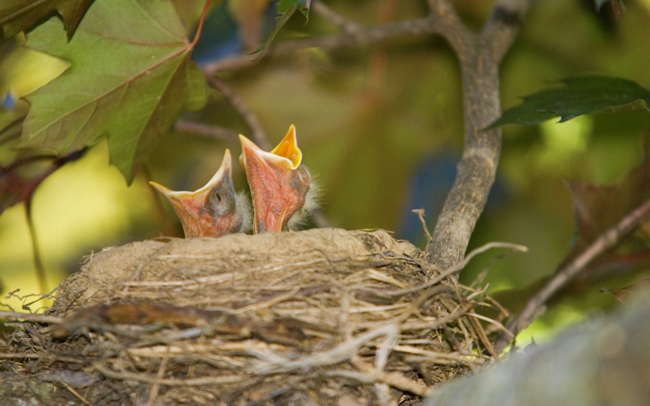 When our winged friends suffer, it is an indication that something is amiss.