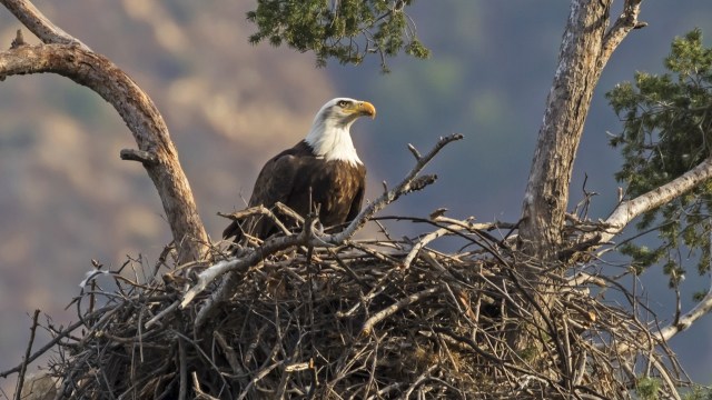 "It's always exciting when you see a bird that’s bouncing back and increasing its numbers."