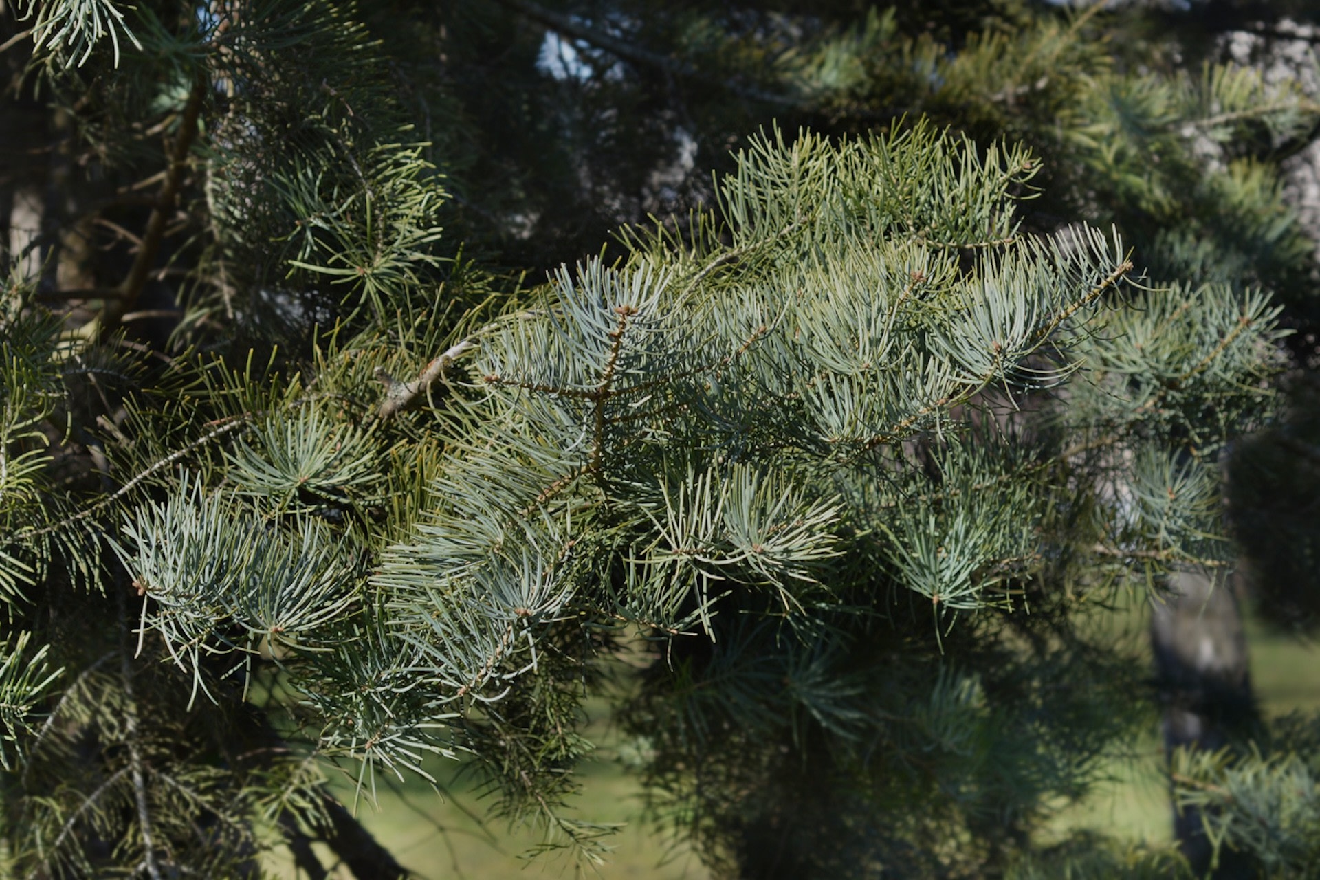 The insect's impact is already visible in popular recreation areas near Salt Lake City.