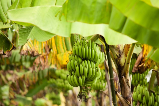 It's not the banana fruit being used for fibers but the stem or trunk of the banana plant itself.