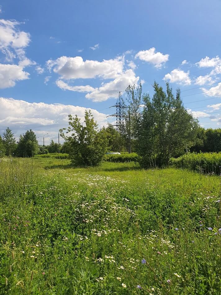 "I hope that this is a lawn with the official status of a meadow lawn which by law cannot be mowed."